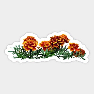 Group of Orange Marigolds With Yellow Tips Sticker